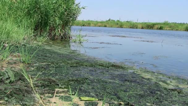 L'écologie. Les rivières ne nettoient pas. Eau stagnante. Pollution de l'environnement sur la plage. Les rivières se transforment en marais. Les algues vertes capturent la côte .