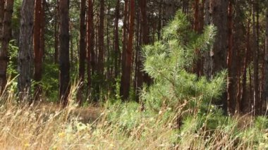 Kozalaklı bir ormanda küçük bir çam ağacı yetişir ve rüzgâr dallarını hareket ettirir.
