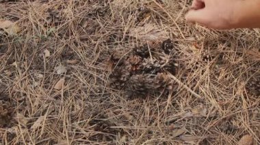 Bir çam ağacının iğnelerinin arka planında bir erkek el, kozalaklı kozalakları yaz günü ormandaki kozalaklı çöplere yerleştirir.