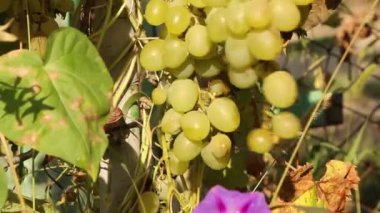 Güneşli bir günde, erkek elleri üzümlerden bir demet olgun üzüm koparır sarmaşıktan yeşil meyveler ile