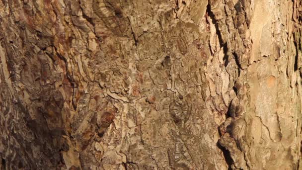 Pine Bark Texture Which Small Ant Crawls Fly Sits — Stockvideo