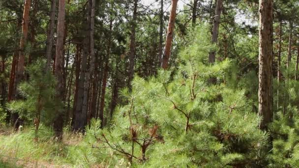 Sapling d'un pin en gros plan. Petit arbre de Noël pour la décoration. Exploitation forestière 