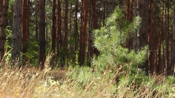 un petit pin pousse dans une forêt de conifères et le vent déplace ses branches 