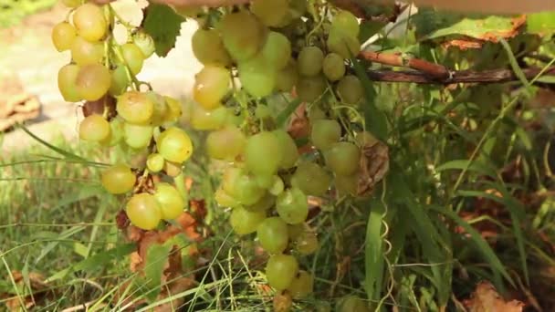 Zonnige Dag Mannelijke Handen Nemen Een Bos Rijpe Druiven Met — Stockvideo