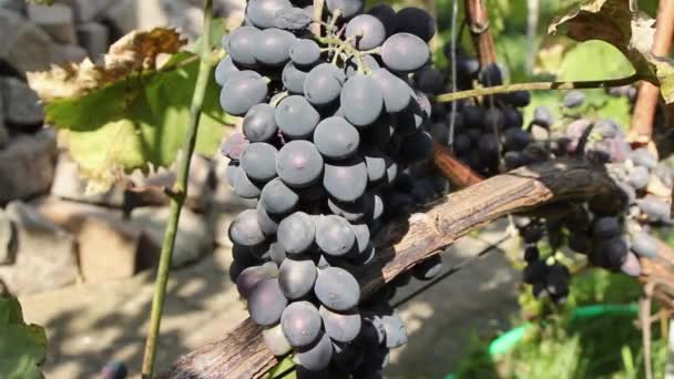 朝の太陽の下でブドウの房 日の出時のブルーブドウを閉じる ブルーブドウ畑 ワイナリーでブドウの赤ワインのブドウ — ストック動画
