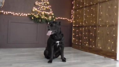 beautiful big dog black on photo shoot Christmas and New year