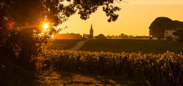 Vinhedo de Saint Emilion Sunrise, vinho de Bordéus — Fotografia de Stock