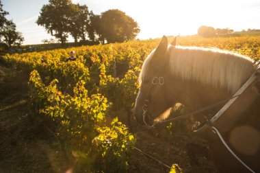 Hasat bağ ile bir taslak at-Saint-Emilion-Fransa