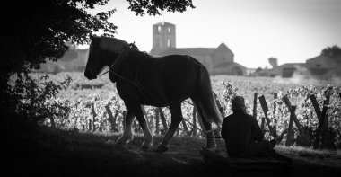 Hasat bağ ile bir taslak at-Saint-Emilion-Fransa