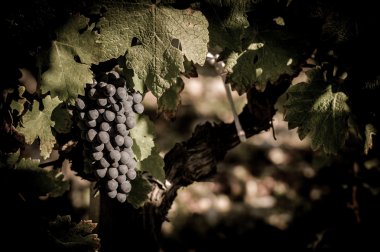 Closeup Bordeaux üzüm bağları taze üzüm üzerinde