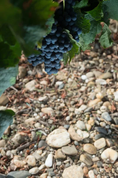 Close-up de uvas frescas em vinhas de Bordéus — Fotografia de Stock