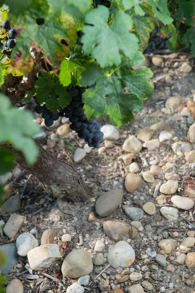 Close-up de uvas frescas em vinhas de Bordéus — Fotografia de Stock