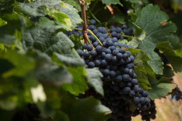 Close-up op verse druiven in Bordeaux wijnbergen — Stockfoto