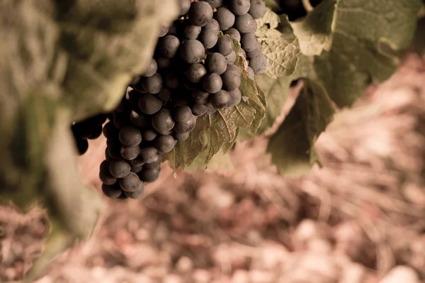 Close-up de uvas frescas em vinhas de Bordéus — Fotografia de Stock