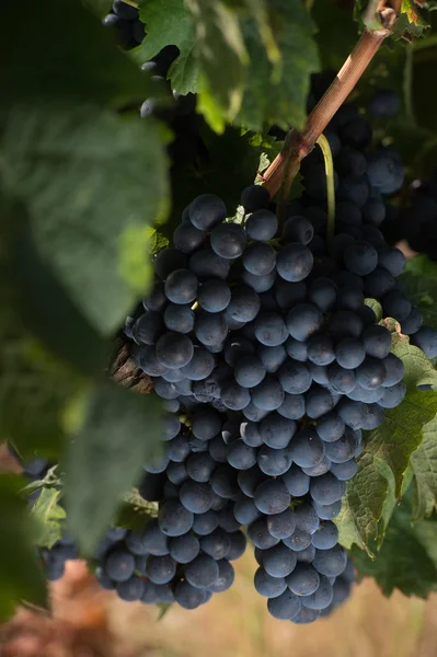 Close-up de uvas frescas em vinhas de Bordéus — Fotografia de Stock