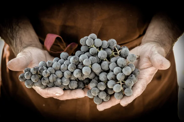 Campesinos manos con uvas negras recién cosechadas . — Foto de Stock