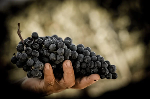 Campesinos manos con uvas negras recién cosechadas . — Foto de Stock