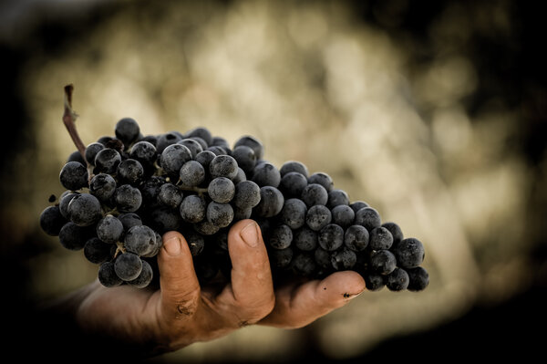 Farmers hands with freshly harvested black grapes.