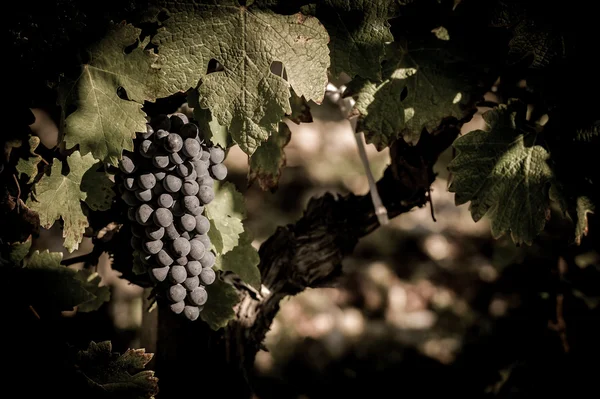 Close-up de uvas frescas em vinhas de Bordéus — Fotografia de Stock