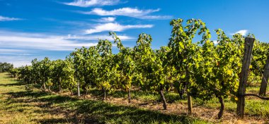 Bordeaux Vineyard, Sunrise-France, Aquitaine, Gironde