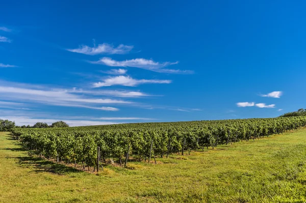 Bordeaux Vineyard, Sunrise-France, Aquitaine, Gironde — Stockfoto