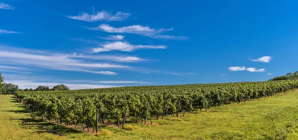 Bordeaux Vineyard, Sunrise-France, Aquitaine, Gironde — Stockfoto