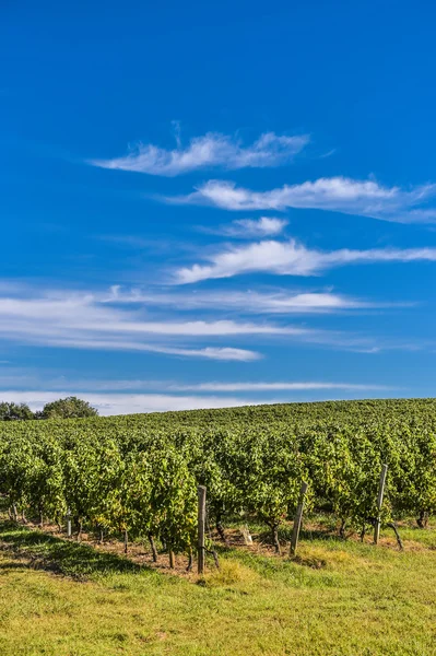 Bordeaux Vineyard, Sunrise-France, Aquitaine, Gironde — Stockfoto