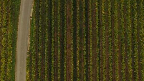 A légi felvétel a Saint Emilion szőlő, ősszel, Franciaország — Stock Fotó