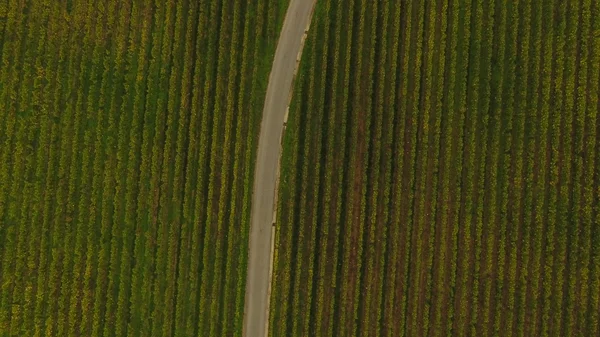 Widok z lotu ptaka z winnic Saint Emilion jesienią, Francja — Zdjęcie stockowe