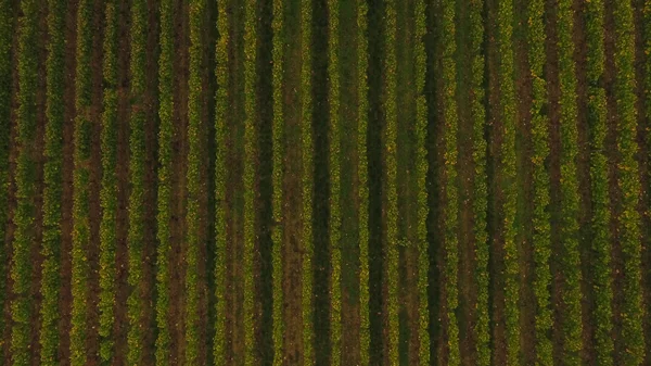 Aerial view of Saint Emilion vineyard in autumn, France — Stock Photo, Image