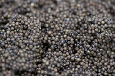 Havyar işleme tesisi, mersin balığı yumurtaları yakın çekim