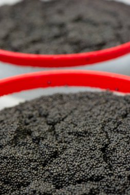 Havyar işleme tesisi, mersin balığı yumurtaları yakın çekim