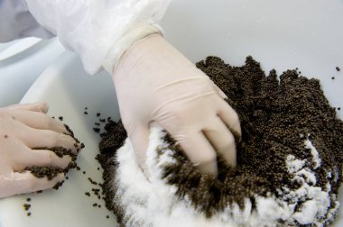 Havyar işleme tesisi, mersin balığı karıştırma alt yumurta tuz ile ben