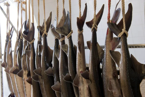 Caviar processing plant, Group of sturgeons hanging. — Stock Photo, Image