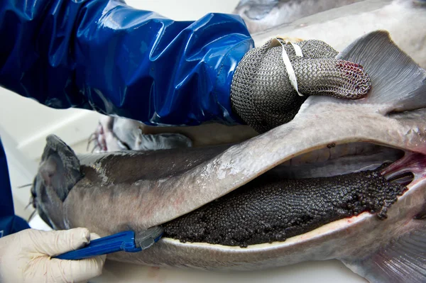 Los obreros preparan el caviar, quitando los huevos del esturión femenino —  Fotos de Stock