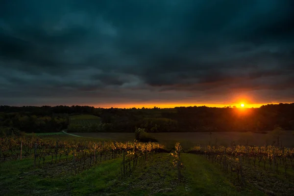 Gewitter mit Sonnenuntergang im Weinfeld. — Stockfoto