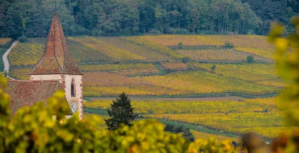 Hunawihr, Alsace Vineyard, France — Stock fotografie