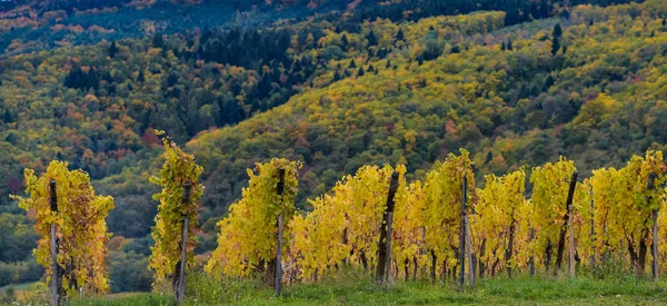 La vite gialla in autunno, Alsazia, Francia — Foto Stock