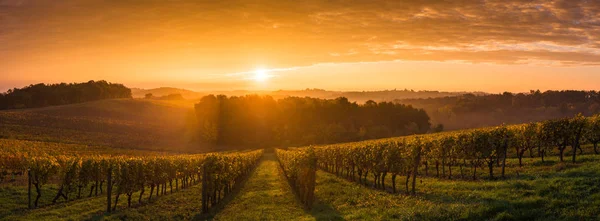 Vigneto Alba - Vigneto di Bordeaux — Foto Stock