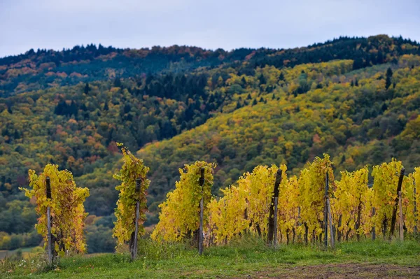 La vite gialla in autunno, Alsazia, Francia — Foto Stock