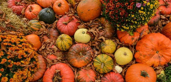 Diverso surtido de calabazas en el fondo. Cosecha de otoño . —  Fotos de Stock