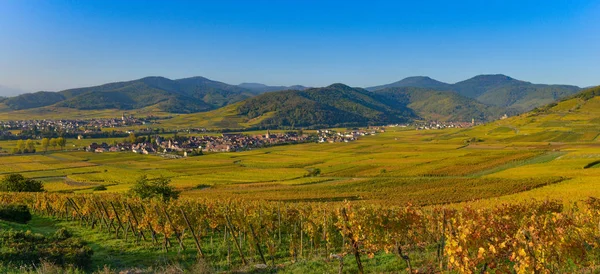 Виноградник и городок Кайсерсберг, Эльзас во Франции — стоковое фото