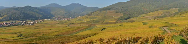 Vineyard and townscape Kaysersberg, Alsacia, Franța — Fotografie, imagine de stoc