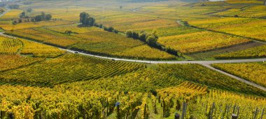 Şarap Road, üzüm bağları Fransa'daki Alsace