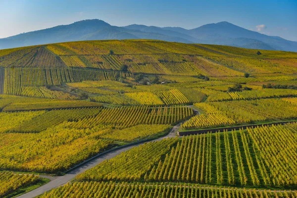 Wine Road, Vineyards of Alsace in France — Stock Photo, Image