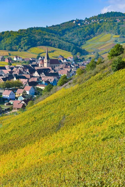 Niedermorschwih, alsaské vinice, Alsasko, Francie, Evropa, podzim, Hora, — Stock fotografie