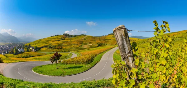 Şarap Road, üzüm bağları Fransa'daki Alsace — Stok fotoğraf