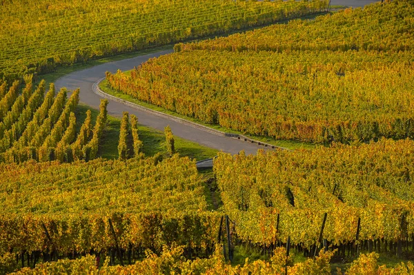 Winnic Alzacji, jesienią, Francja — Zdjęcie stockowe