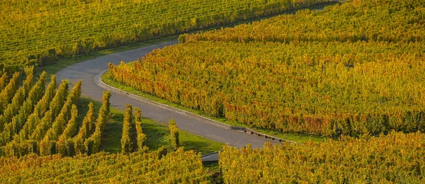 Alsazia Vineyards, in autunno, Francia — Foto Stock
