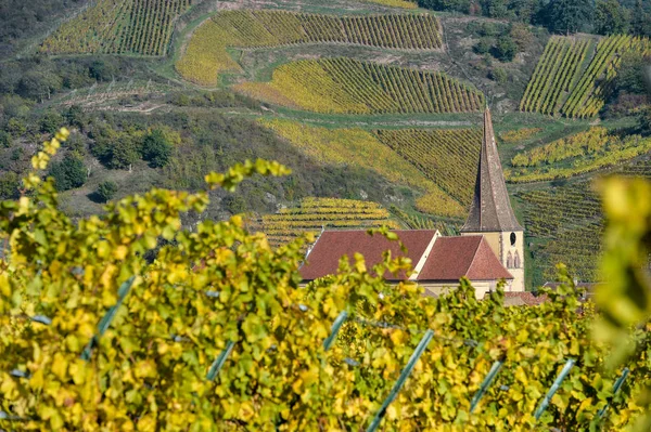 Niedermorschwih, alsaské vinice, Alsasko, Francie, Evropa, podzim — Stock fotografie